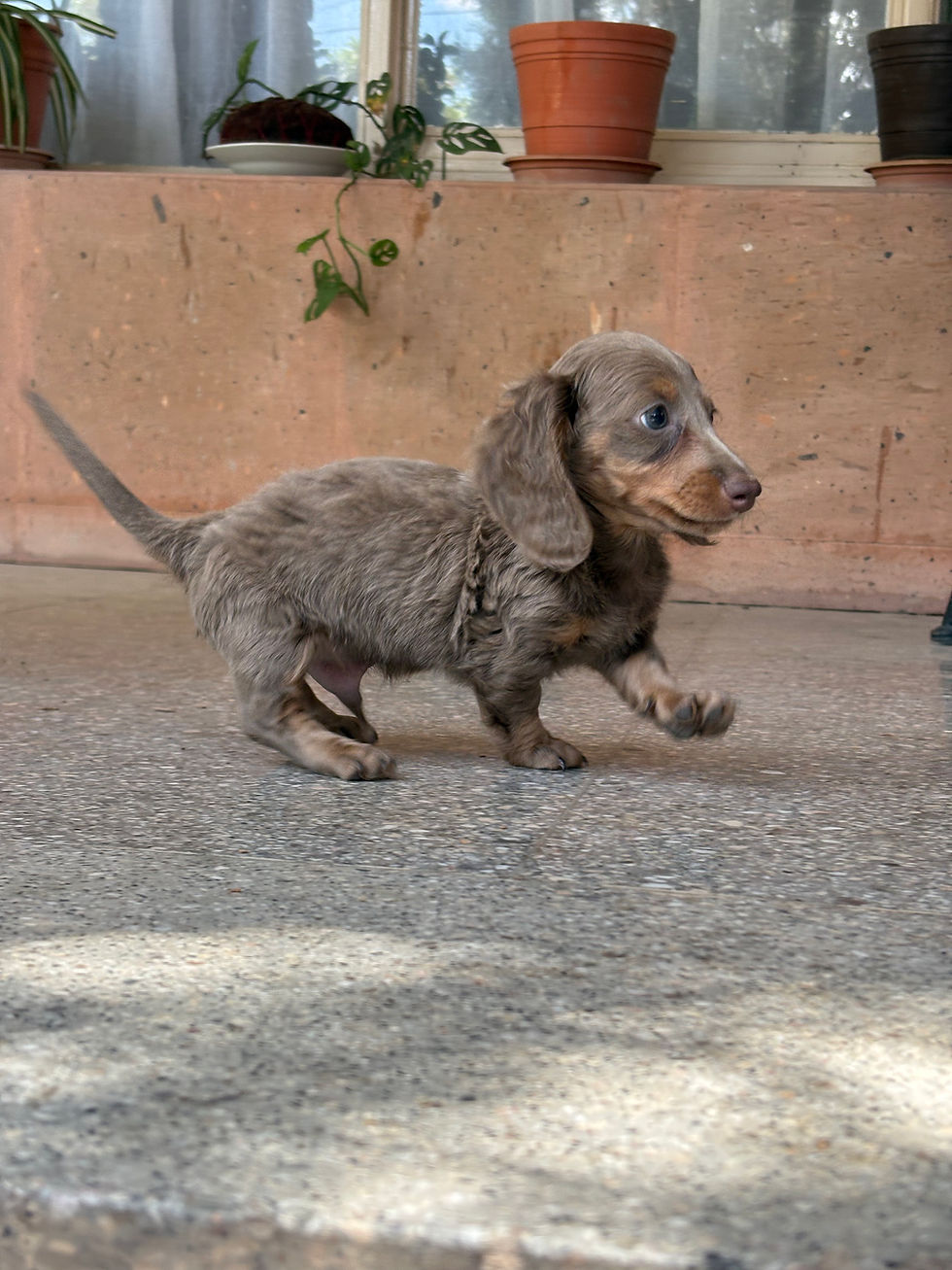 Thumbnail: Long haired Mini Dachshund isabella tan male - Bruno