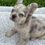 Thumbnail: Fluffy lilac merle male - Valentino
