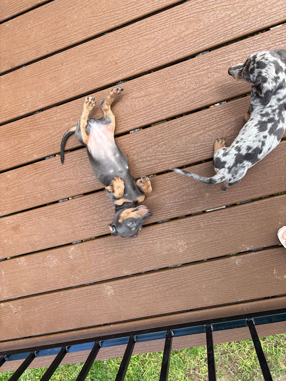 Thumbnail: Mini Dachshund blue tan female - Layla