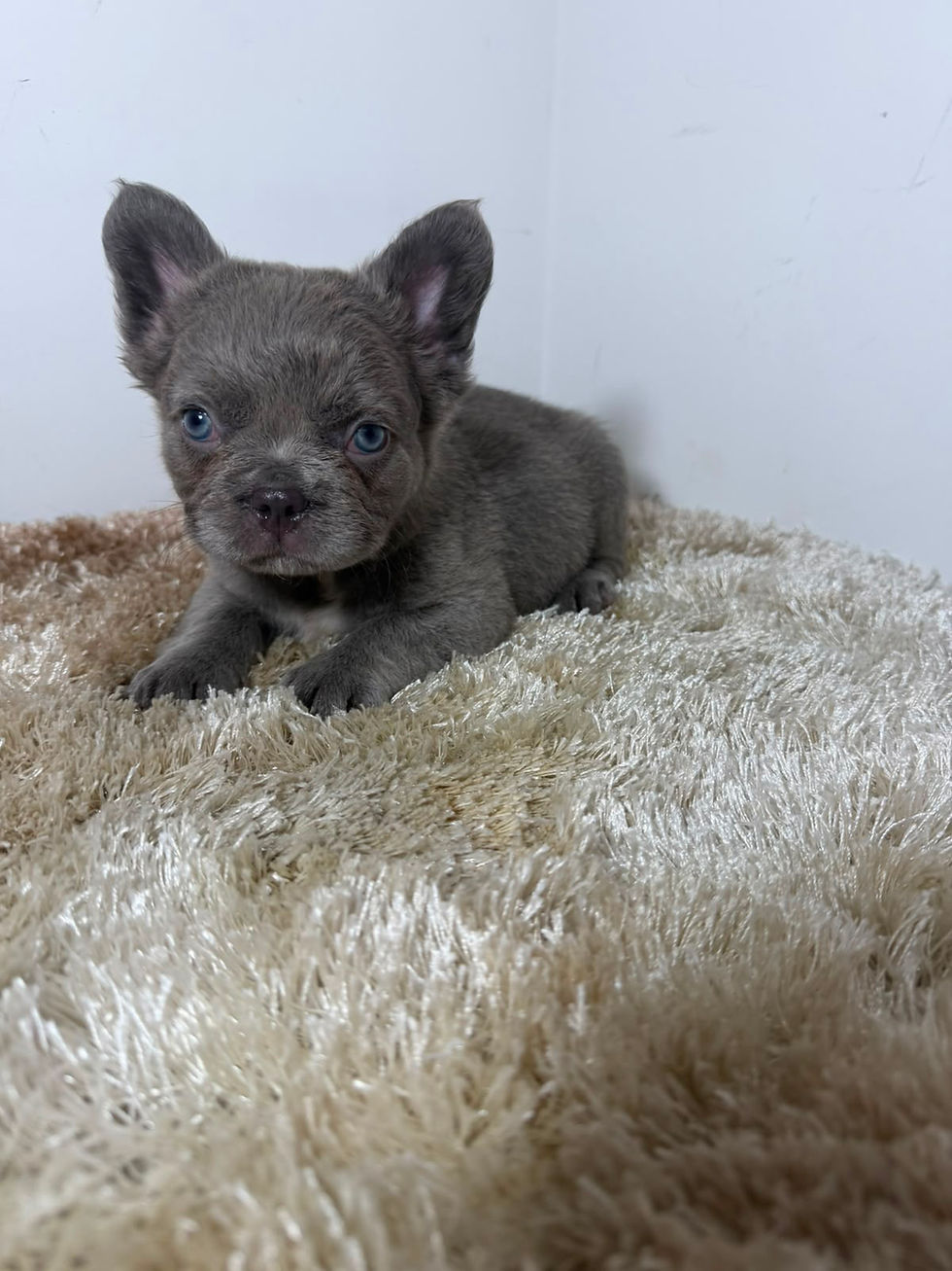 Thumbnail: Fluffy lilac male - Mbappe