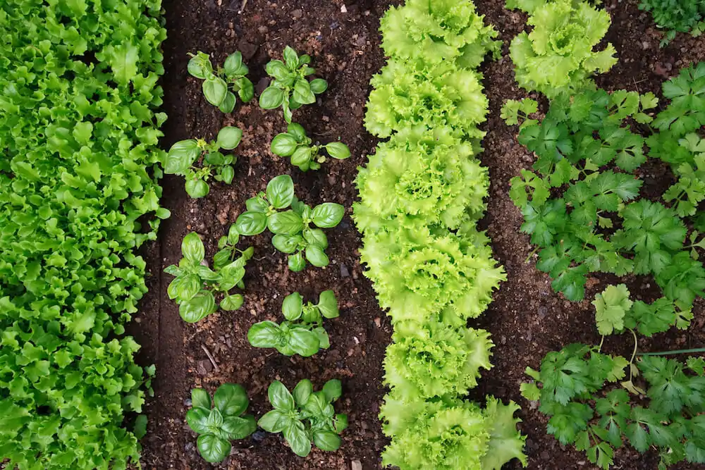 Leafy-Vegetable-Garden.webp