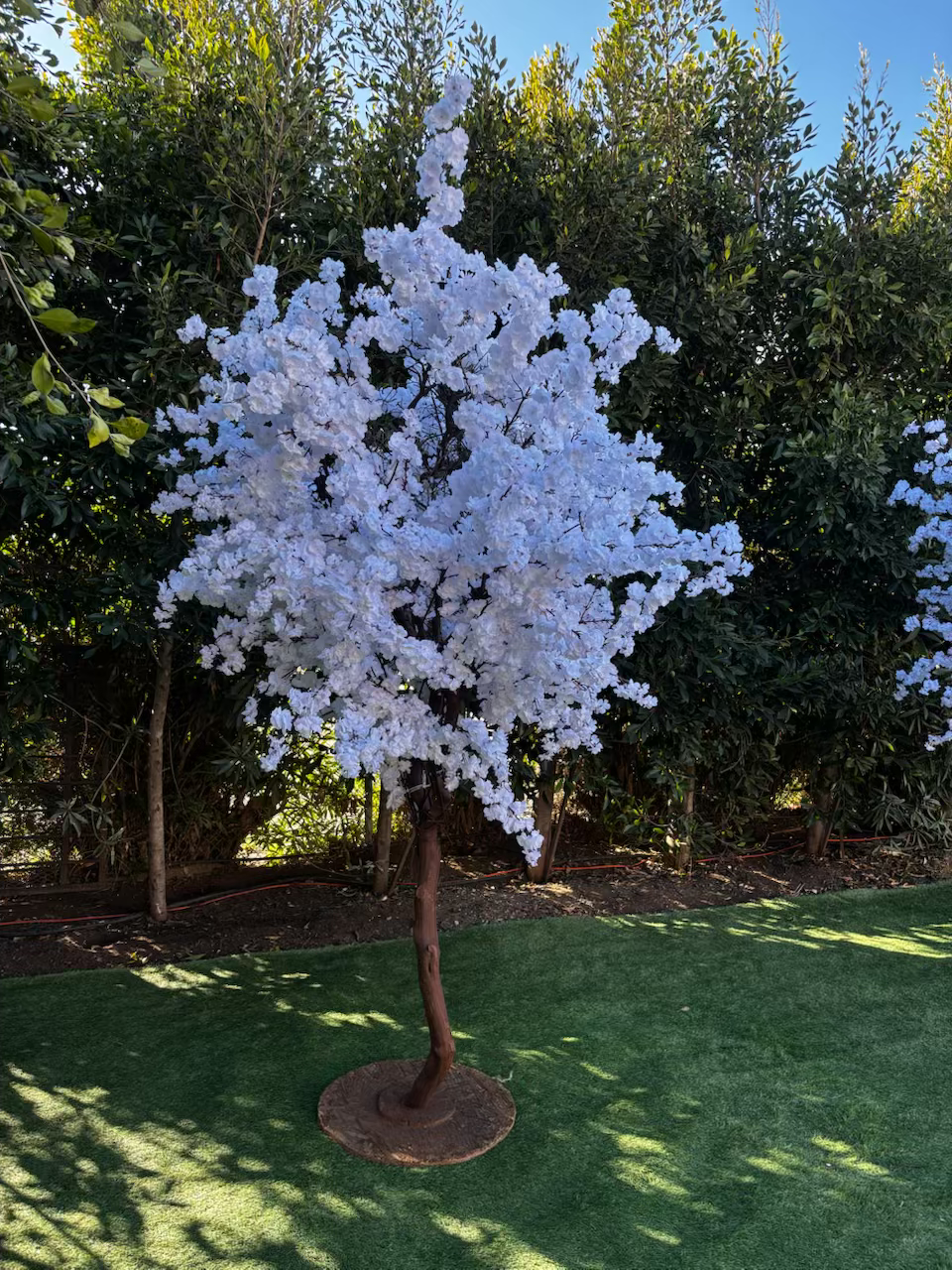 Thumbnail: Manzanita Tree