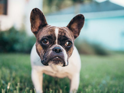 Pet Safe Plants