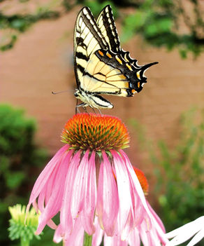 Nature Art Showcase & Sale at Barrow Civic Theatre