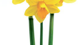 Daffodil Days in Venango County