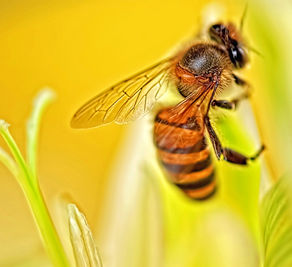 How to Tell Bees, Hornets and Wasps Apart