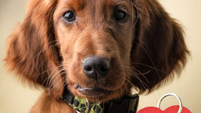 Regional Dog Wardens