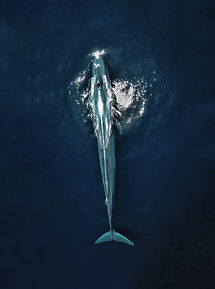 oceandei-11.jpg