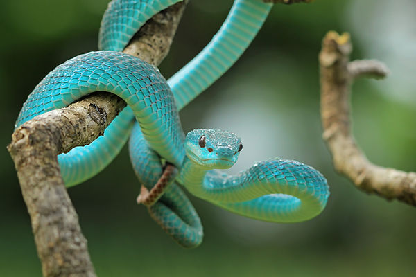 shutterstock_614262410_edited.jpg