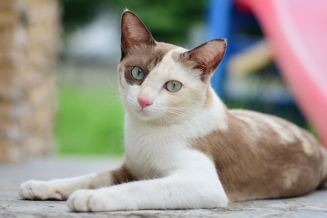 shutterstock_2506018765_edited.jpg