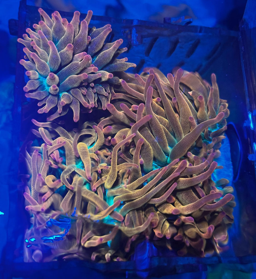 Thumbnail: Rainbow Bubble Tip Anemone