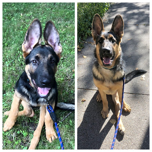 Murphy growing.JPG