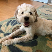 Finnegan inside.jpeg