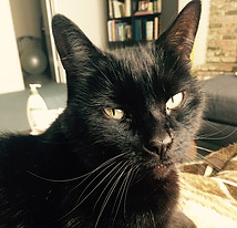 Cleo.jpeg