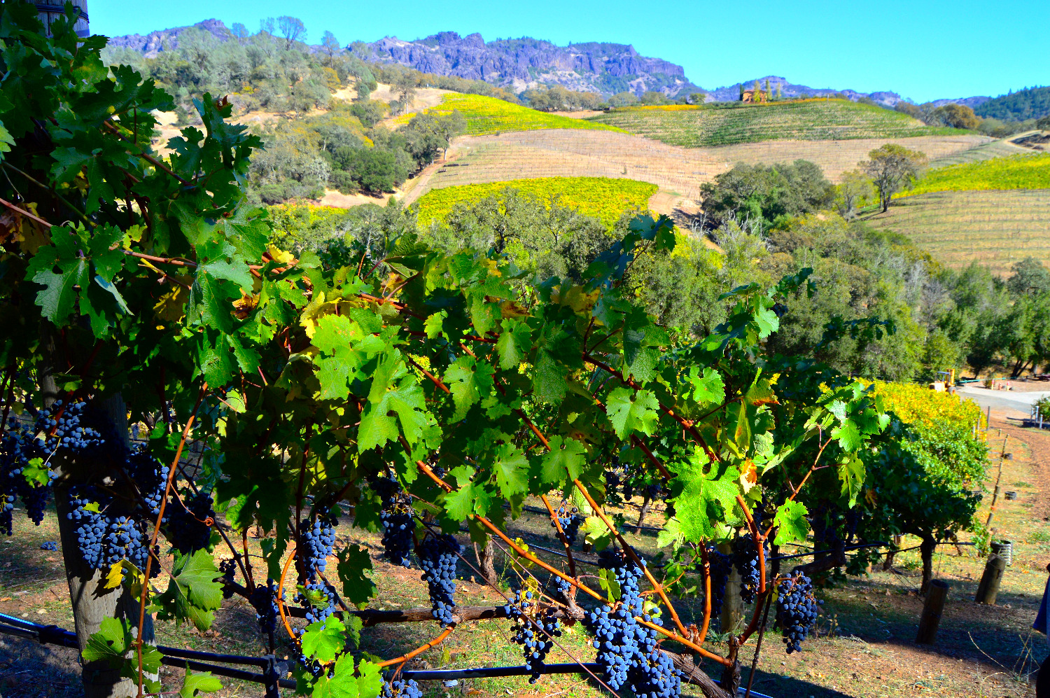 Active wine adventures wine beer tours hiking art tours reviews