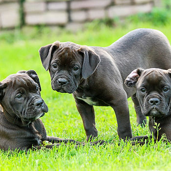 The Well-Socialized Dog