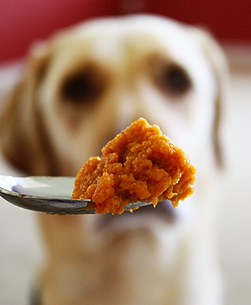 Harmful Foods For Your Dog