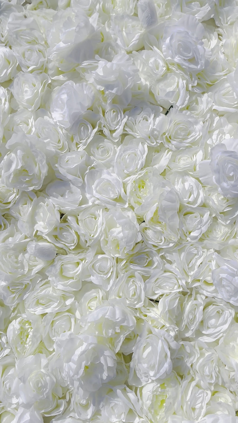 Thumbnail: White Rose Flower Wall