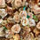 Thumbnail: Brown & Beige Flower Wall