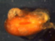 Seed germination