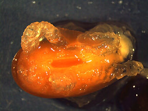 Seed germination