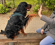 Gordon Setter gibt Pfote