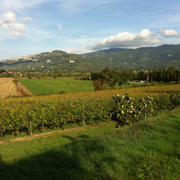 Vineyards and Cortona - Val di Chiana