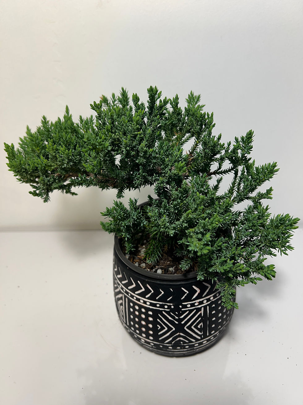 Bonsai