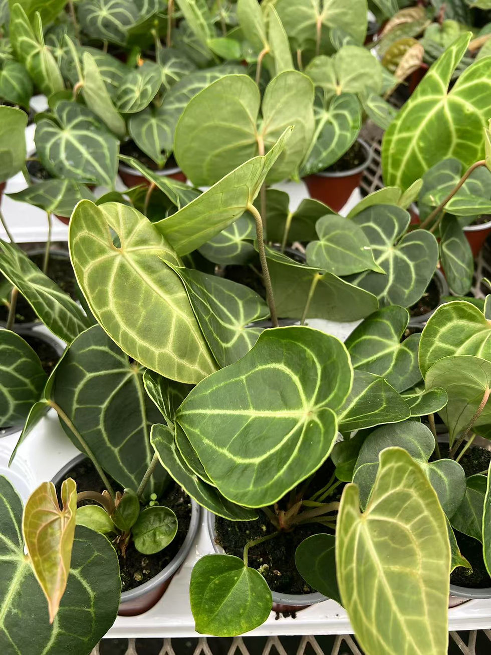 Anthurium
