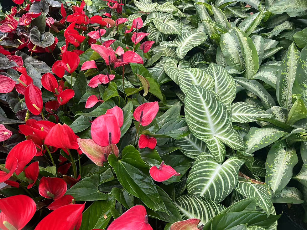 Other plants