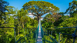 The path to mother earth, on a high suspended bridge in an Amazonian Canopy, Peru.jpg