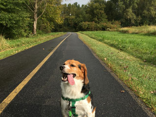Frequently Asked Questions: When can I fade the treats?