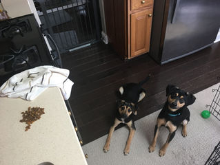 "Treat training? Won't my dogs get fat?"