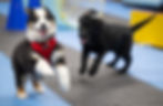An australian shepherd puppy and a black Labrador retriever puppy in a puppy class