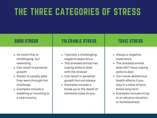 Got a stressed dog? What is toxic stress, why should you care about it, and what can you do?
