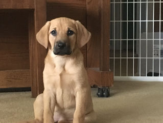 Adventures in Puppyland