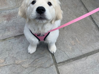 Golden retriever puppy sitting while on leash