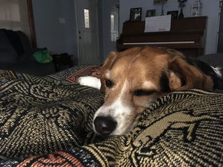 Dog Bite Prevention Week Myth #3: "A dog that is behaving aggressively needs to be sent away to