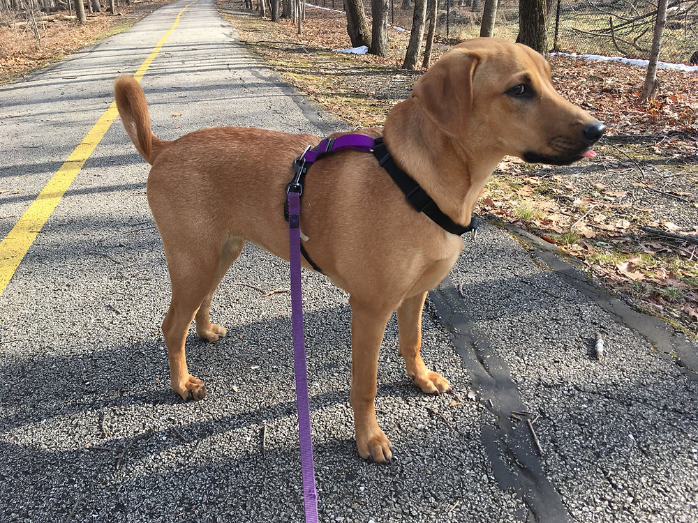 Top Dog Harnesses for Pet Safety in 2022