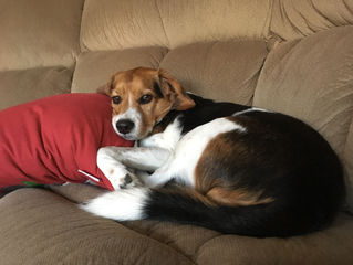 Dog Bite Prevention Week Myth #2: "An aggressive dog thinks he's dominant and needs to be p