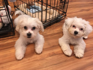 Adopt a Shelter Dog Month 2018: Essential supplies to have when bringing home Fido