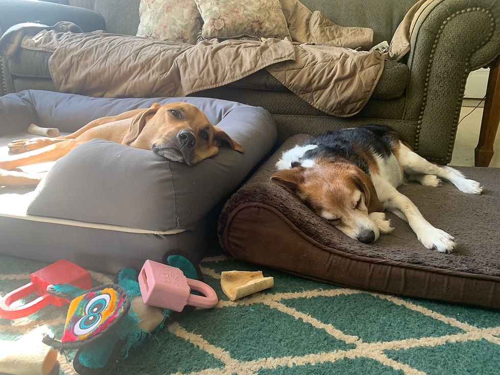 Two dogs resting near each other