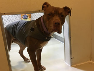 Dog Bite Prevention Week #5: "Aggression can be fixed."