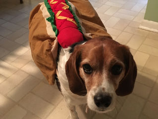 Happy "Howl"-o-ween! Keep your pooch safe!