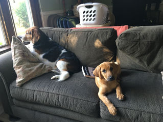 “Dog TV”: Enriching their lives, or asking for trouble?