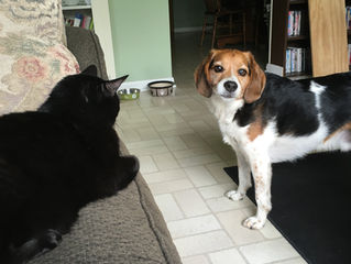 The flip side of "How long do I have to carry treats on me": "How long will my dog ha