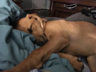 My name is Mary Thompson, I'm a positive dog trainer, and I said "no" today
