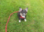 A corgi puppy sitting in the grass on leash