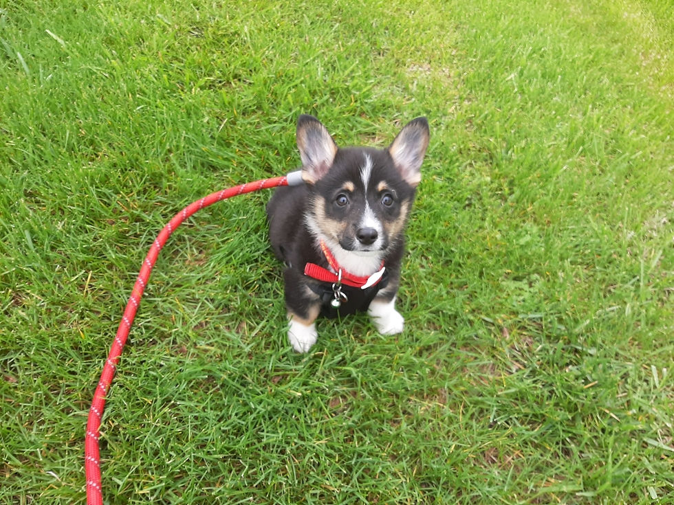 A corgi puppy sitting in the grass on leash