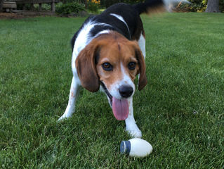 Dog Bite Prevention Week Myth #6: "Most dog bites are by strange dogs."